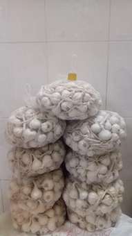 TỎI LÝ SƠN CHÍNH GỐC 500GR - ĐẶC SẢN QUẢNG NGÃI