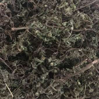 1kg Cây nhọ nồi - Cây cỏ mực