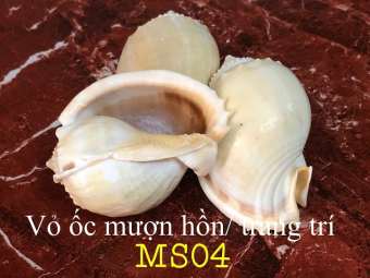 Vỏ Ốc Biển - Vỏ Ốc Tỏi Siêu Đẹp - Vỏ Ốc Mượn Hồn Đẹp - Giá Rẻ - Vỏ Ốc Biển Tự Nhiên