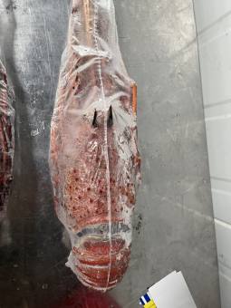 Tôm Hùm đá đỏ Úc - 1,6 - 1,8 ký/con - Đông lạnh