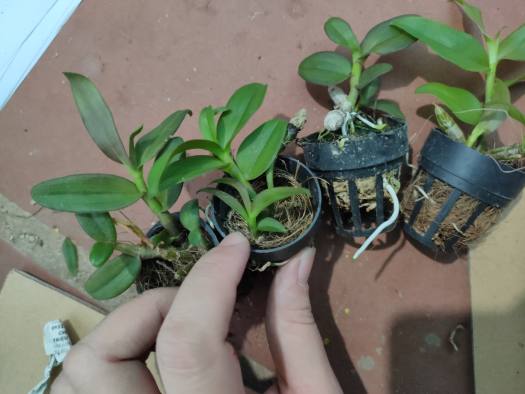 PHi điệp ám mắt đỏ tân lạc hòa bình