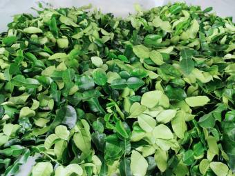 Combo 2kg lá chúc giá 260k. Lá tươi.