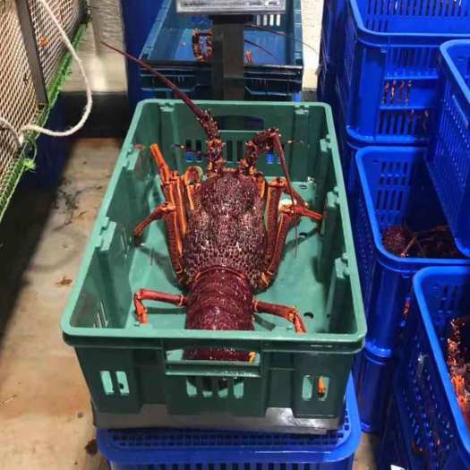 Tôm Hùm Đá NAm Úc Đông Lạnh size 800g - 1 kg