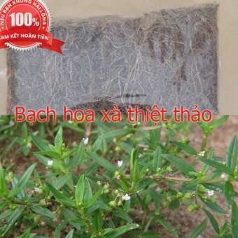 Cây bạch hoa xà thiệt thảo