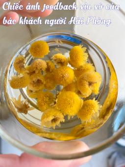 Hoa Cúc Chi - Cúc tiến vua loại thượng hạng