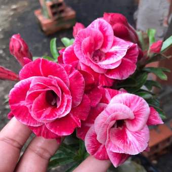 Cây hoa sứ Thái ghép giống Vĩnh lộc 5 -  hoa cánh kép nở quanh năm (gửi cây cỡ ảnh 3)