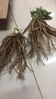 Sâm Đương Quy Sìn Hồ Lai Châu 2kg