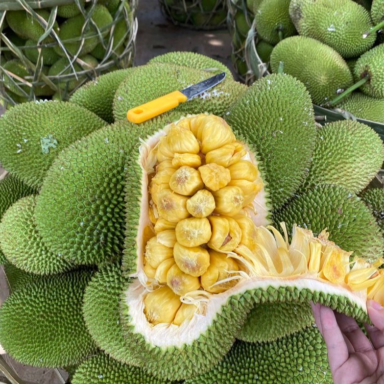 Cây giống mít tố nữ