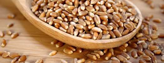 Hạt giống cỏ lúa mì (lúa mạch) 1Kg