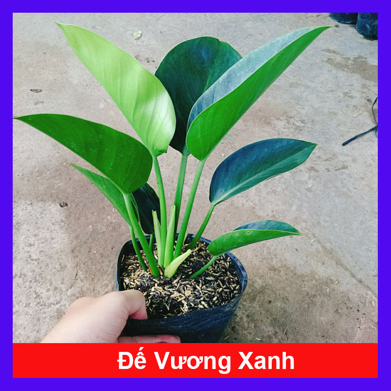 Trầu Bà Đế Vương Xanh - cây cảnh để bàn