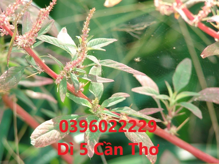 Cây dền gai phơi khô 1 ký