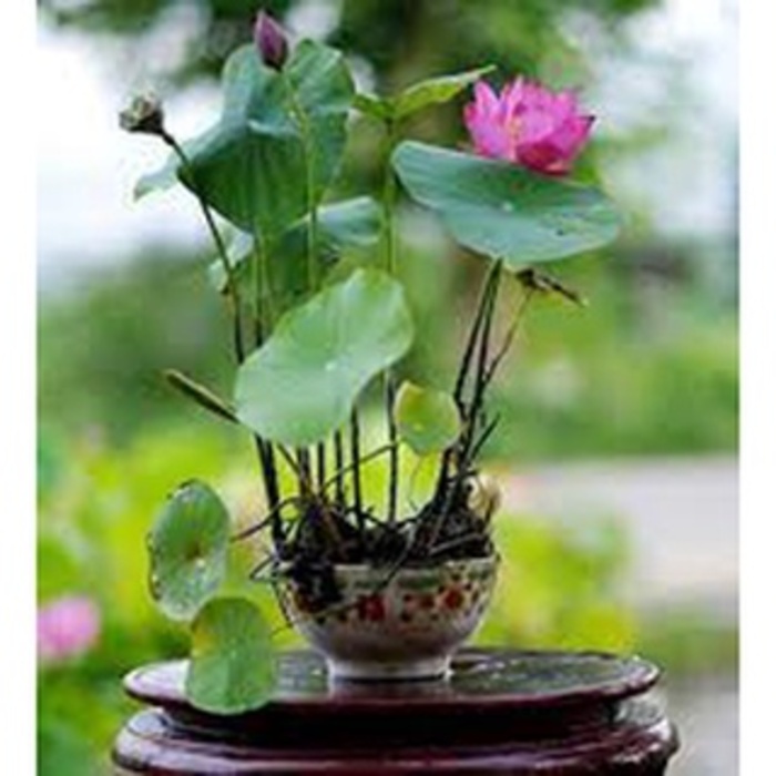 Hạt giống hoa sen nhật mini đã cắt đầu - gói 10 hạt