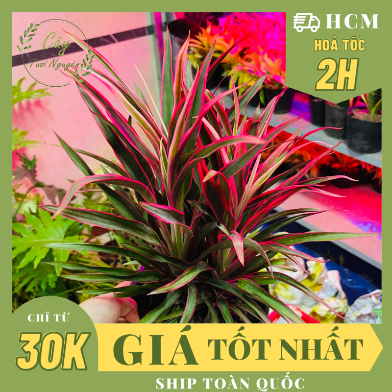 Cây ánh dương ,, cây phong thủy hút tài lộc để bàn mini giá rẻ, lọc không khí, cây tươi nguyên ctn1050