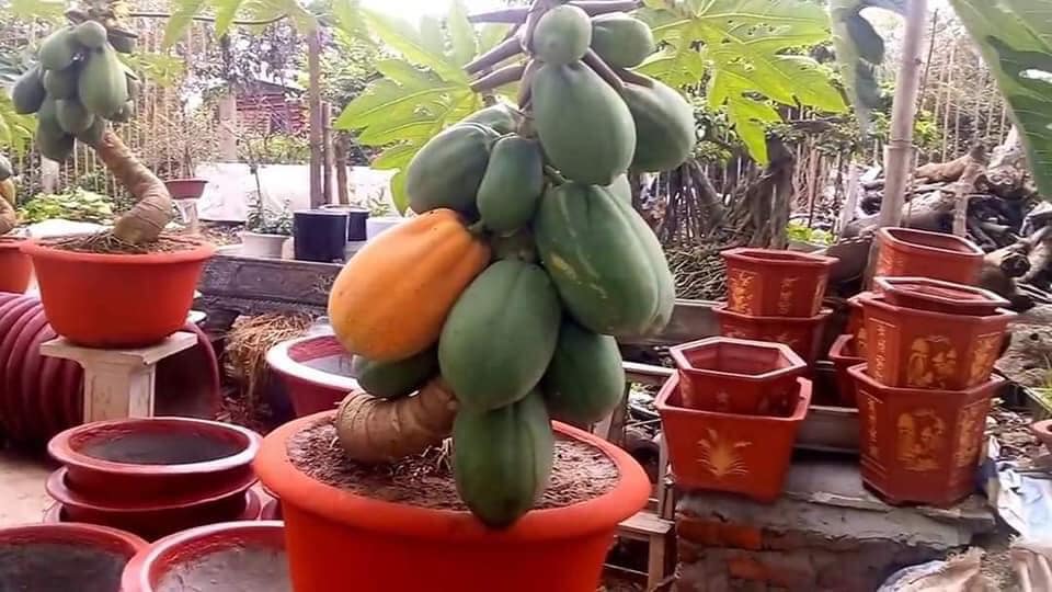 Combo 50k/3 cây đu đủ ruột đỏ