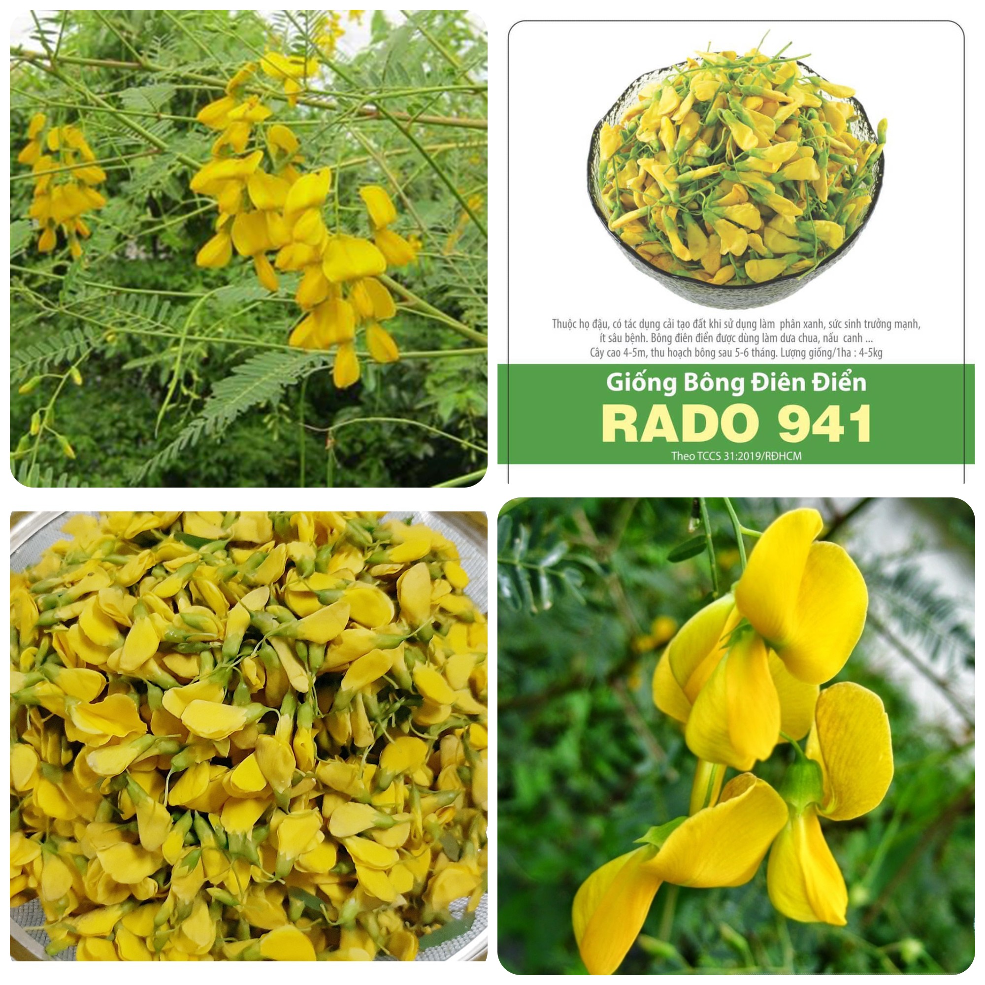 Hạt giống bông điên điển gói 1gr