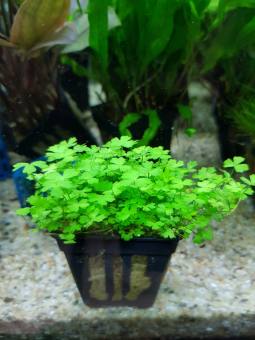 CÂY RAU MÁ HƯƠNG THỦY SINH