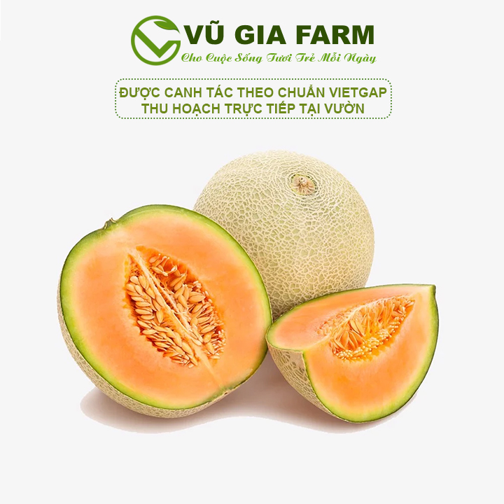 Dưa lưới giống Nhật - Ngon, giòn, ngọt
