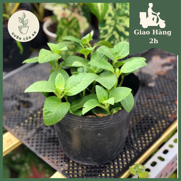 Chậu cây Quế Vị, cây khỏe, Giao hàng nhanh cây gia vị, thảo dược, đuổi muỗi giá rẻ