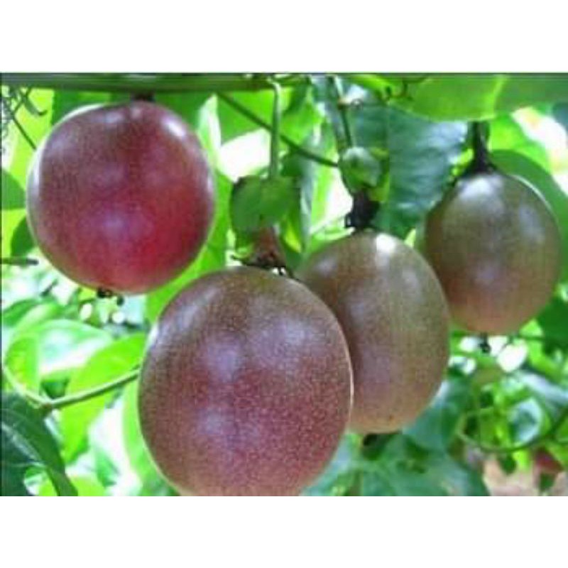 Cây giống chanh dây thái lan