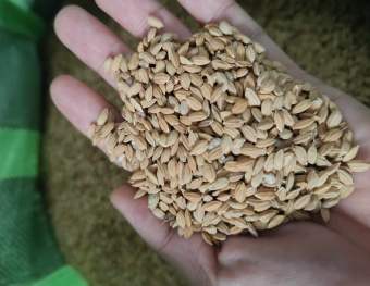 Hạt thóc (lúa Nhật) dùng làm thức ăn cho các dòng chim như bồ câu, cu gáy, chim sẻ...