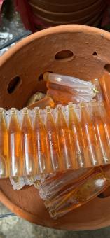 Ống dẫn dụ Ruồi Vàng 2ml