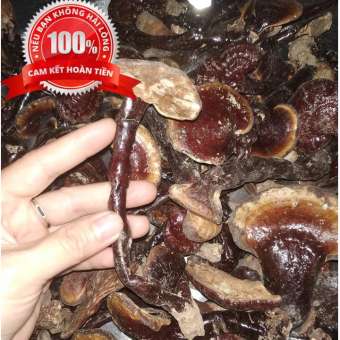 Nấm linh xanh - Nấm linh chi - Loại rừng cao cấp