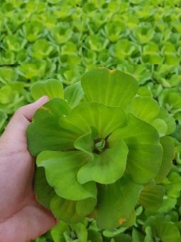 Combo 4 cây bèo Tai Tượng to rễ dài thủy sinh lọc nước nuôi cá khỏe