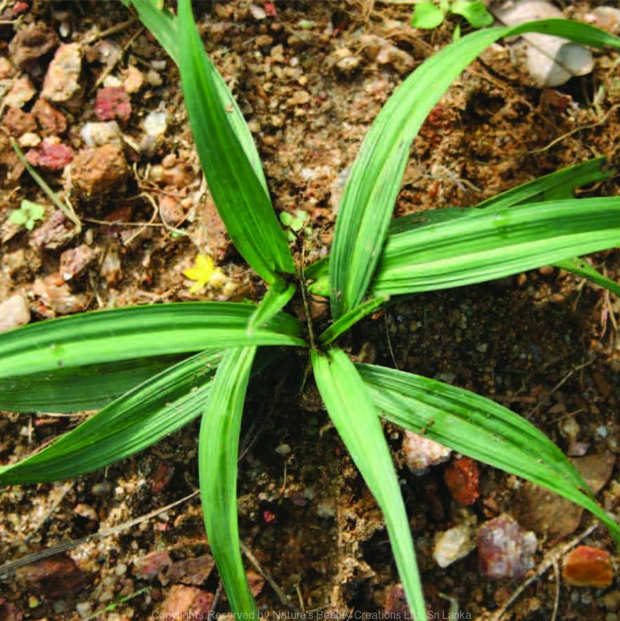 Bầu giống sâm cau ( tiên mao ) chuẩn hàng - Cây trong bầu