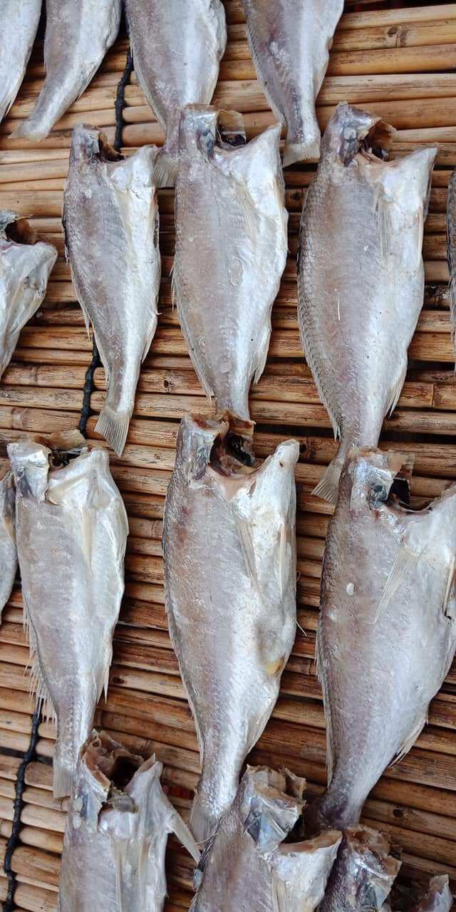 Khô Lù Đù 3 nắng, cá đù khô loại trung, ngon, sạch, chất lượng Khô Ông Chín