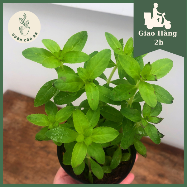 Cây Ngò Om, cây gia vị, rau thơm nấu canh chua, giá rẻ, Vườn Của An