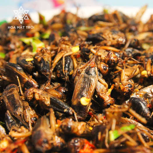 Dế Sấy Cay giòn BeeShop BS01, Dế sấy ăn liền, dế rang tỏi ớt, món ăn côn trùng