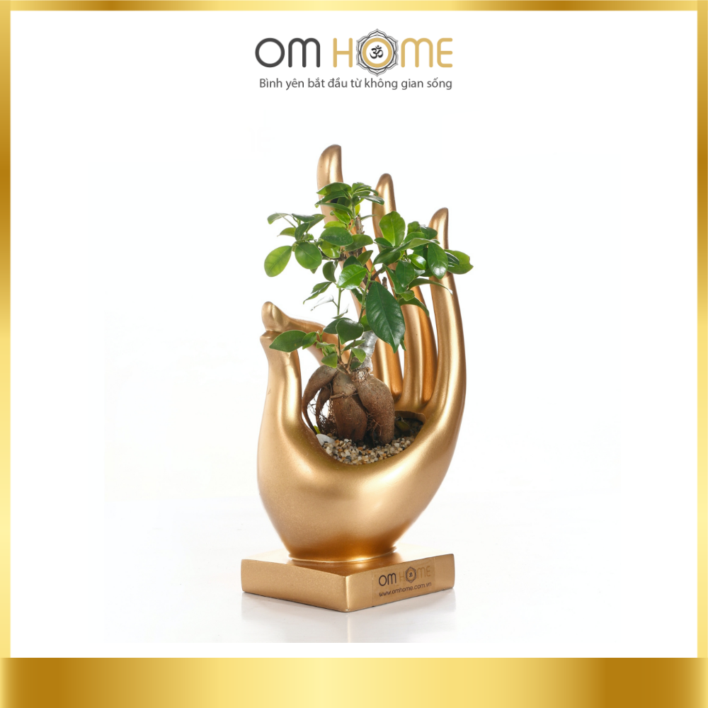 Ấn vô úy có cây om home