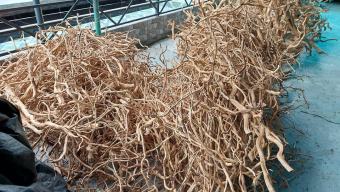 Lũa Rễ Rừng Làm Layout Setup Bể Cá Thuỷ Sinh - Đã Tách Vỏ Và Vệ Sinh Sạch Sẽ ( 100g)