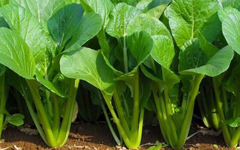 Hạt giống cải ngọt 20gr
