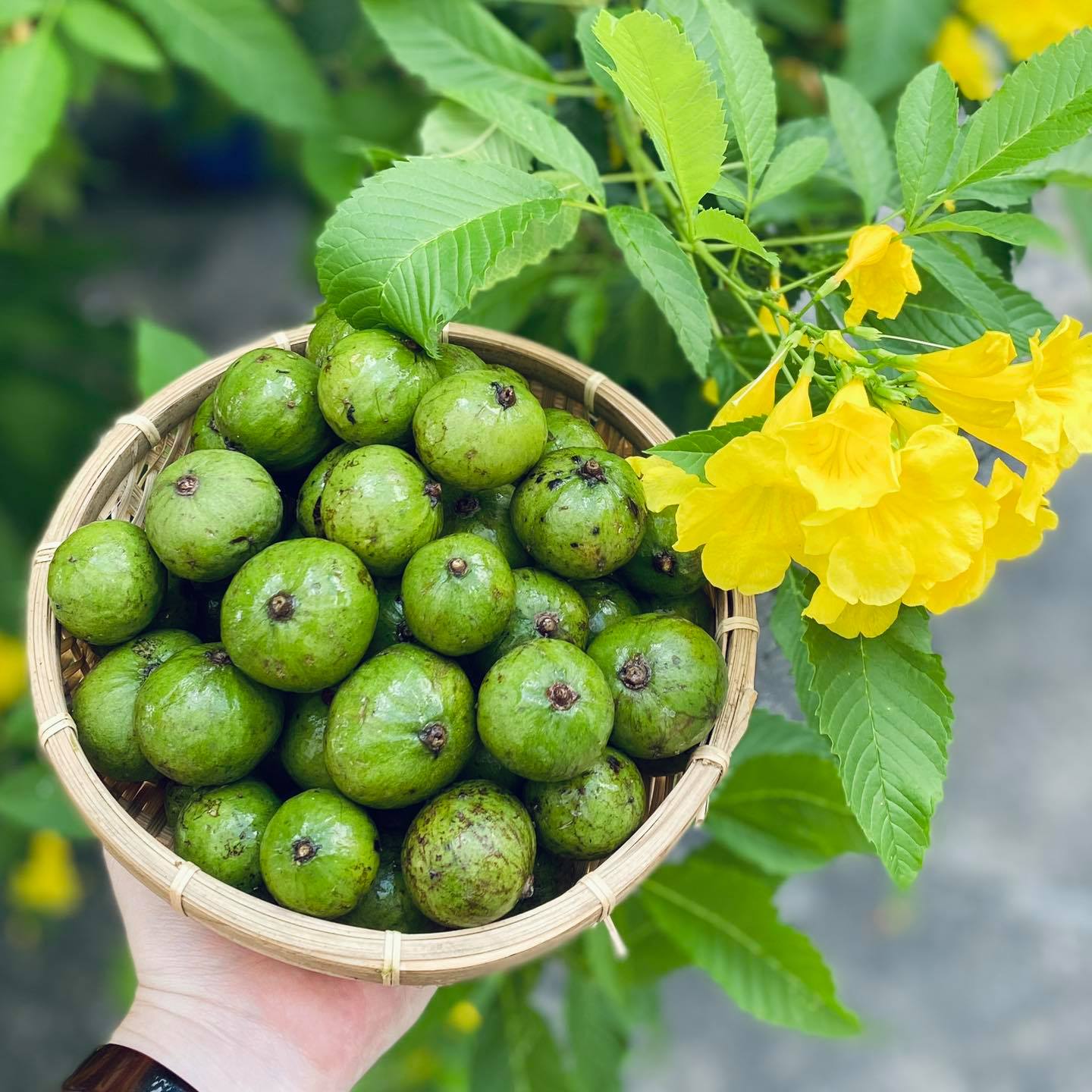 Sấu tươi dầm giòn chua cay 1kg