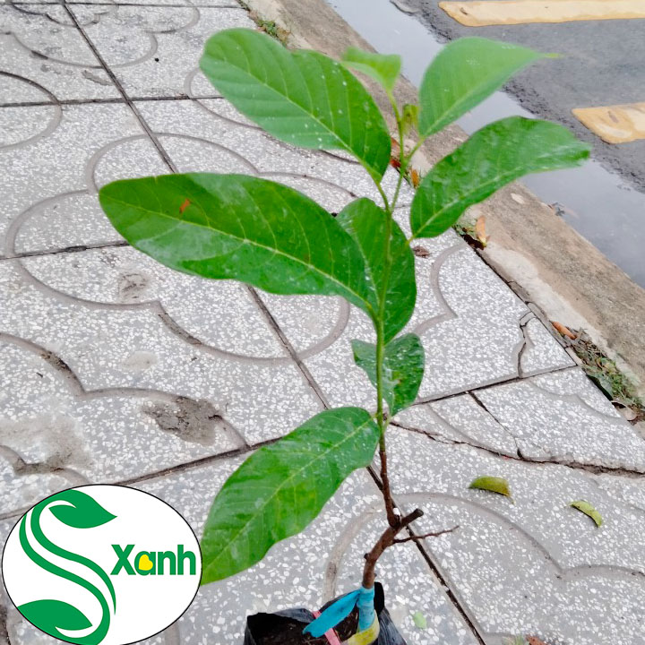 Cây mãng cầu na thái lan