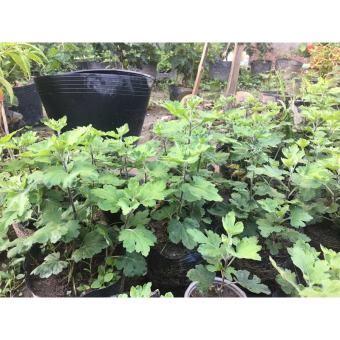 Hoa Cúc cổ sơn la - cây giống trong bầu cao 20-30cm, rễ khỏe, phát triển ổn định