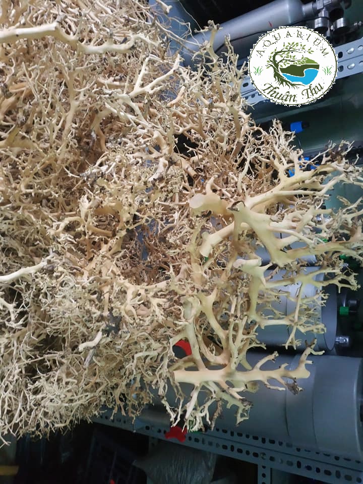 Lũa Xương chùm dùng làm tán cây bonsai, bố cục hồ [100gr]
