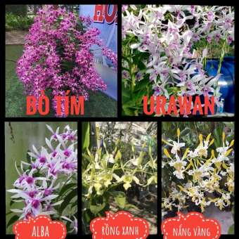 combo 5 loại lan denro nắng giống