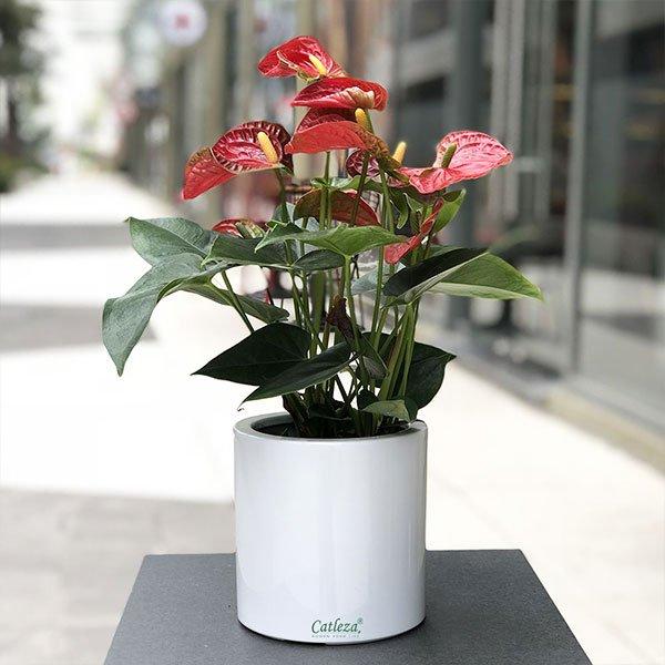 Chậu Nhựa Trồng Cây Thông Minh CATLEZA  Sơn Trụ Tròn _STT (Không Ống Thăm Dò)