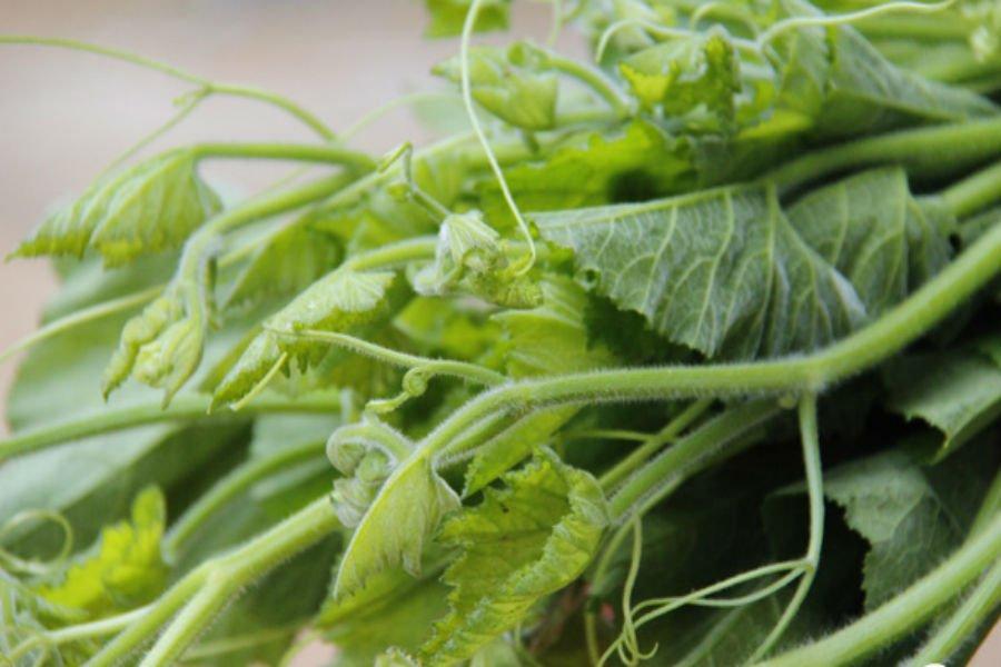 Hạt giống bí ngọn