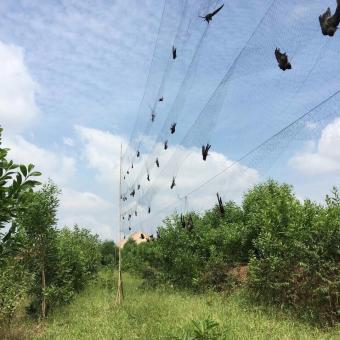 30m lưới tàng hình 4p bẫy tổng hợp các loai chim. Như:sẻ,sâu,khuyên,chào mào ,choè,trao trảo ...cao 6m 5 viền 4 túi