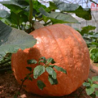 Bí ngô khổng lồ 5 hạt