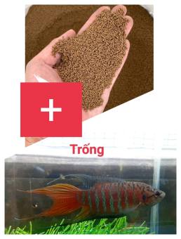 Cám cá Cargill hạt 1li Tặng LIA THIA CỜ MIỀN TRUNG(+CÁ TRỐNG)
