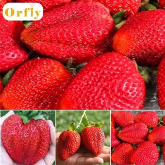 Orfly 200 Pcs/Bag Giant Strawberry Seeds Non-Gmo Bonsai Home Garden Pot Plant Organic Fruit Seed