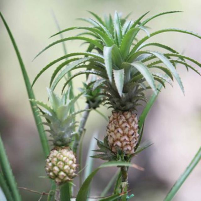 Cây dứa kiểng (thơm baby)- Hoa kiểng Nguyễn Lộc- Cây giống chất lượng cao