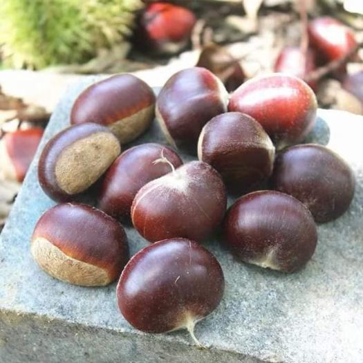 HẠT DẺ NGON Hạt Dẻ tươi sống chế biến các món ăn ngon dinh dưỡng. Đồ ăn vặt