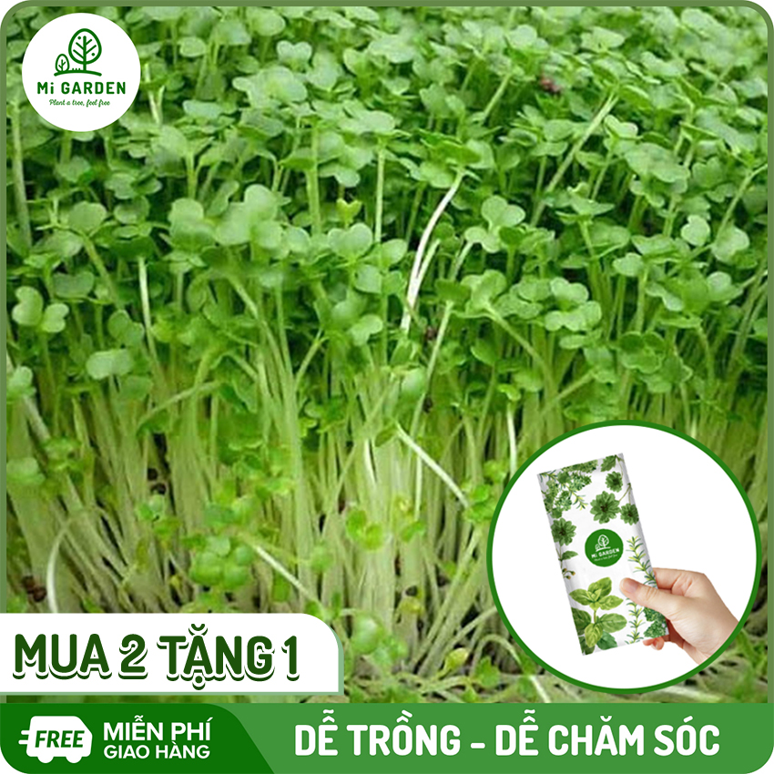 [MUA 2 TẶNG 1] Hạt giống Rau mầm cải bẹ xanh Mi Garden, hạt giống dễ trồng, dễ chăm sóc, nảy mầm sau 1-2 ngày, thu hoạch sau 3-5 ngày, dùng làm salad hoặc ăn kèm mì tôm, 5g/túi (500 hạt)