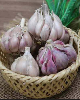 1 kg Củ Tỏi Bắc Việt Nam chuẩn vị loại ngon