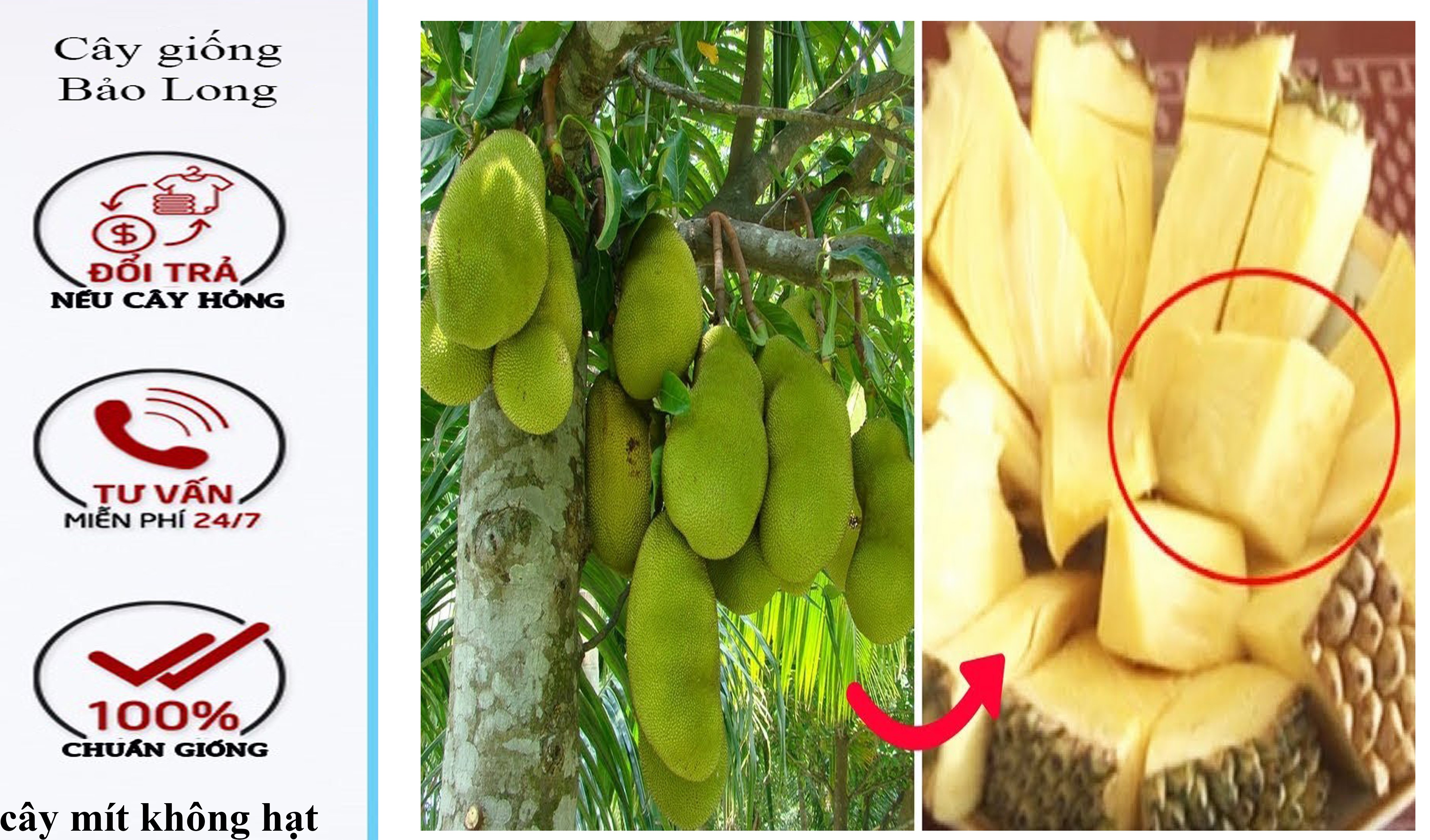 Cây giống mít không hạt, cây mít ghép
